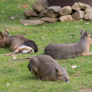 DSC_9681.jpg