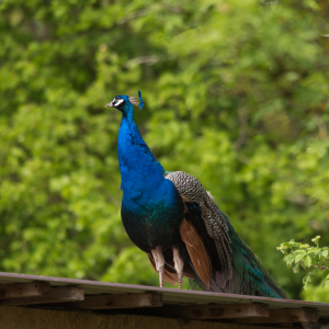 DSC_9748.jpg